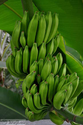 Tropical Glasshouse <br> Banana