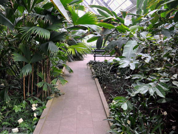 Tropical Glasshouse <br> Path in the Tropical Glasshouse
