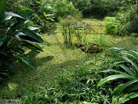 Tropical Glasshouse <br> Swamp