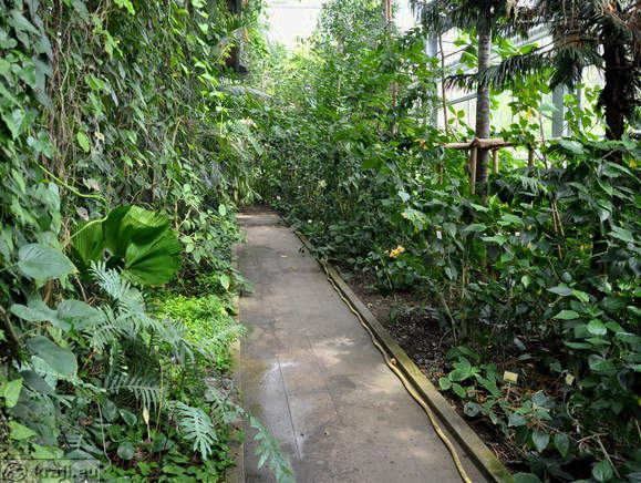 Path inside glasshouse