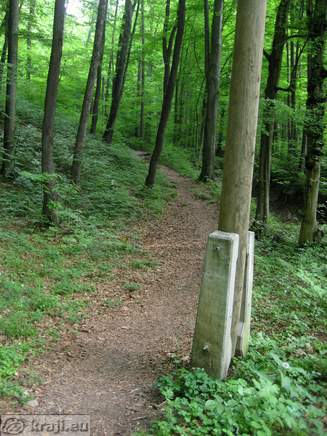 Path through the forest