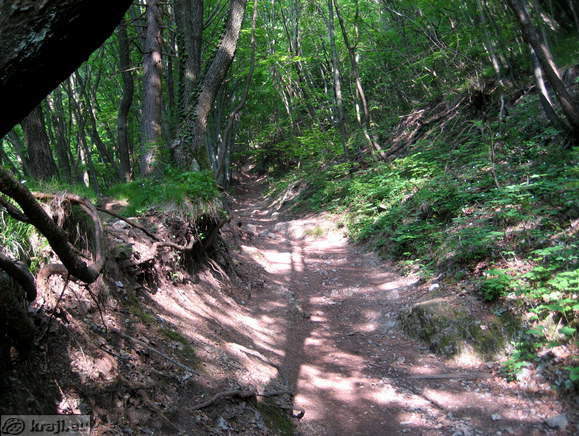 Path of pilgrimage through the forest