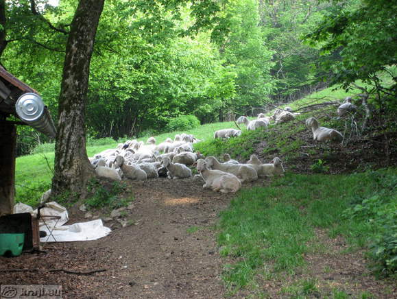 Sheep along the path to the Smarna gora Hill