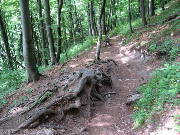Path along roots