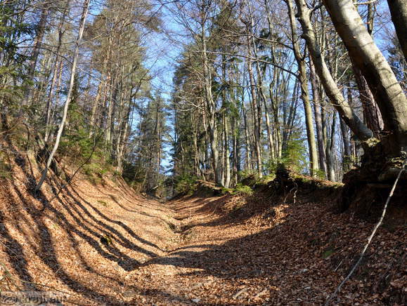 Vrh Staneta Kosca - Rasica