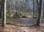 Vrh Staneta Kosca - Rasica - Footpath through the forest 
