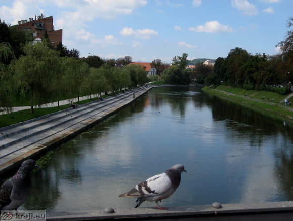 Trnovski pristan in goloba