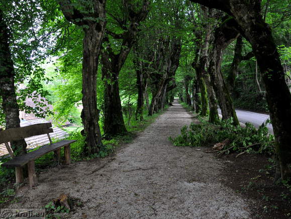 Beech Tree Promenade