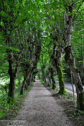 Beech Tree Promenade at Brdo Castle