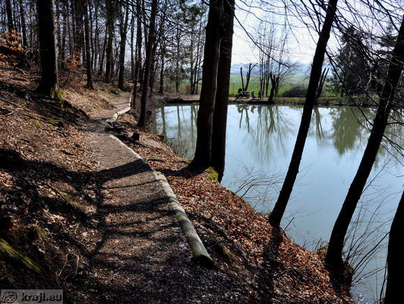 Footpath in the forest
