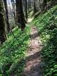 Bistra - Forest educational trail - Bistra - Gozdna učna pot