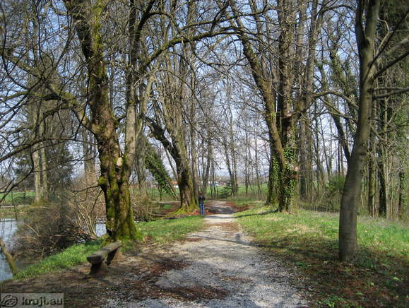 Trees on the way around pond