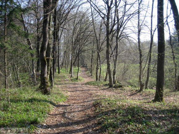 Footpath in the forest from Mocilnik to Retovje