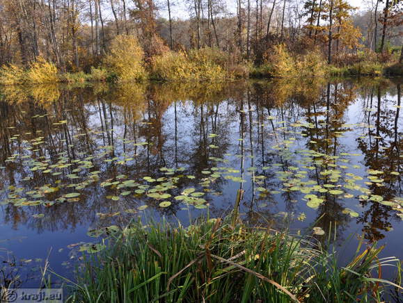 Lokvanji na Hotiškem jezeru