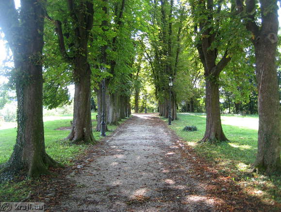 Kostanjev drevored v bližini Radgonskega gradu