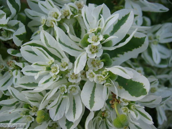 Botanischer Garten Pivola