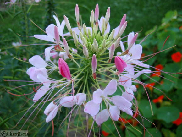 Botanischer Garten Pivola