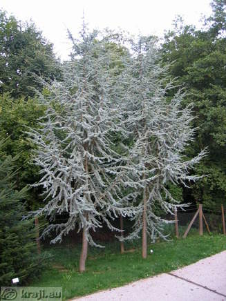 Botanischer Garten Pivola