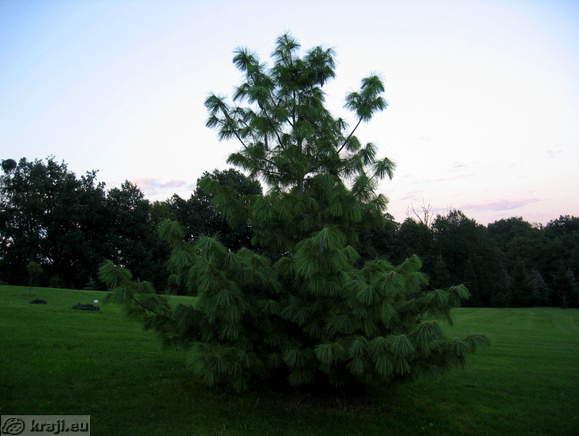 Botanischer Garten Pivola