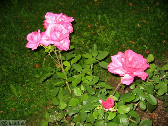 Botanischer Garten Pivola