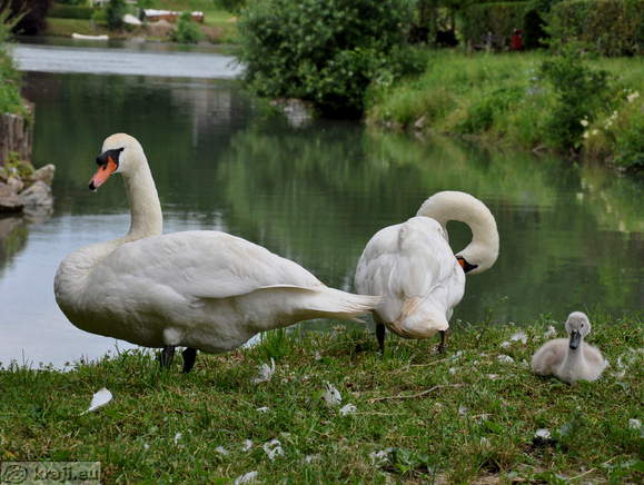 Swan's family