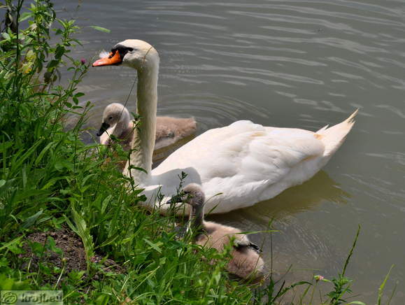 Swan with two little swans