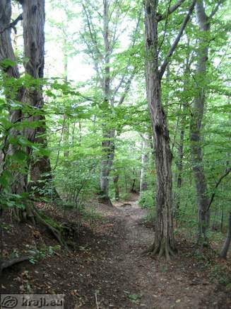 Pot po gozdu do cerkve sv. Barbare