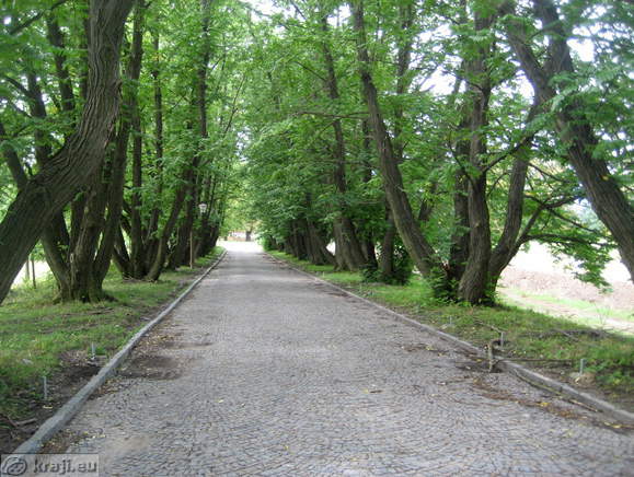 Drevored pred Biotehniško šolo v Mariboru
