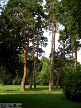 Bori v Mestnem parku