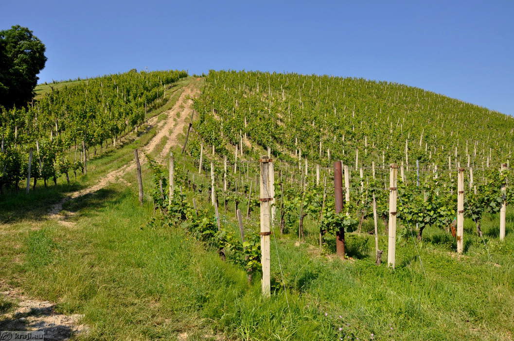 Vines