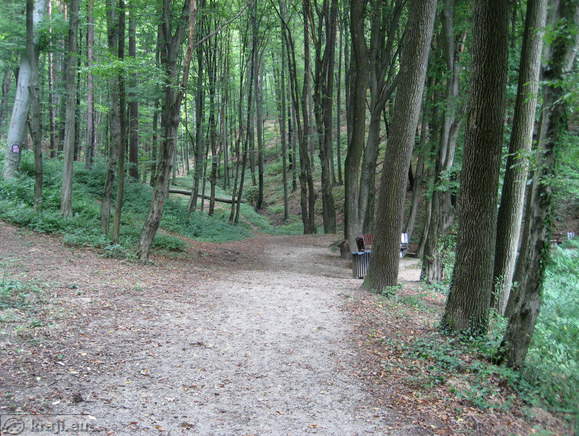 Footpath in the forest above pond