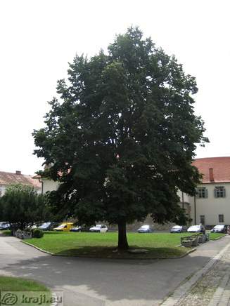 Lipa zasajena ob razglasitvi samostojnosti Slovenije