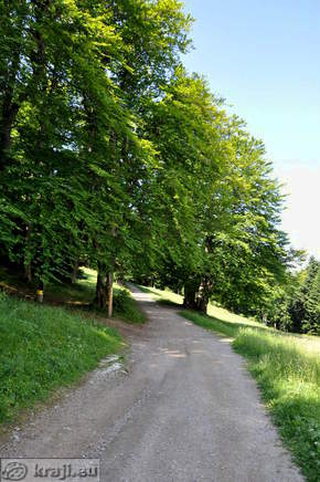 Natural monument - Multi trunk beech tree