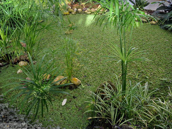 Pond