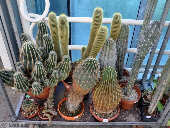 Cacti