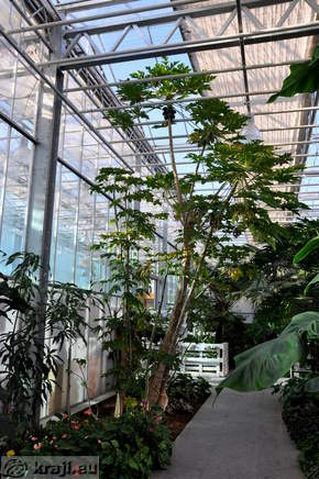 Papaya tree