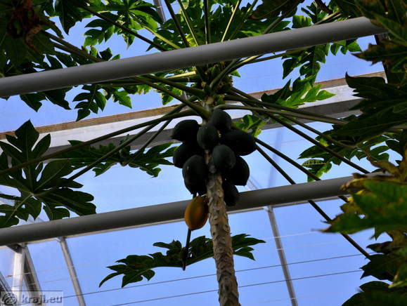 Papaya