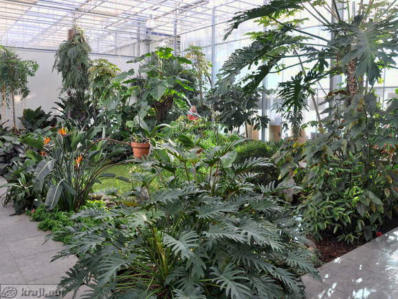 Tropical Garden