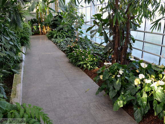 Path in the Tropical Garden