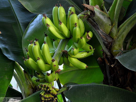 Bananas