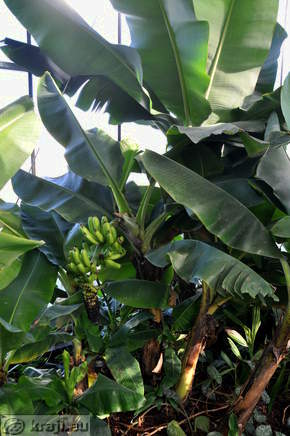 Banana tree