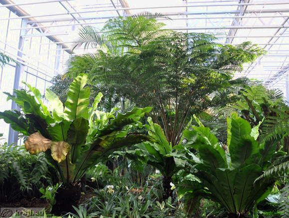 Lush vegetation