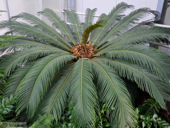 Fern