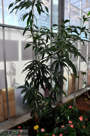 Mango tree