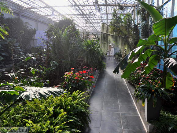 Tropical Garden