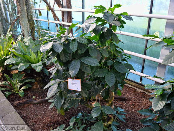 Coffee (Coffea arabica)