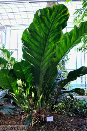 Big leaves