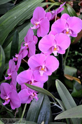 Orchid