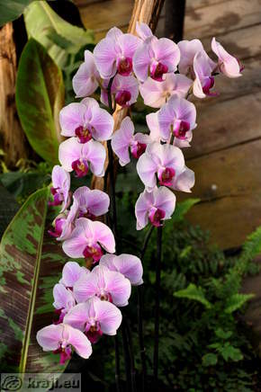 Orchids