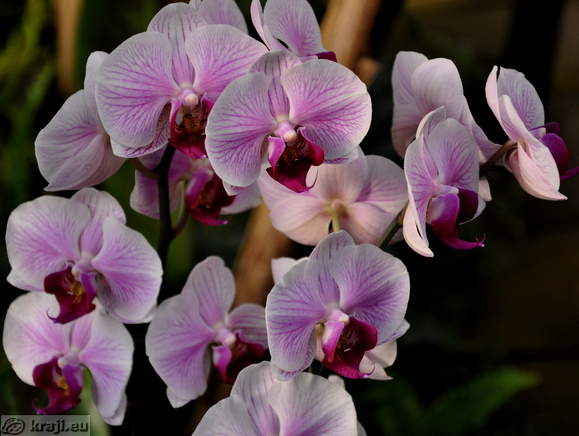 Orchids